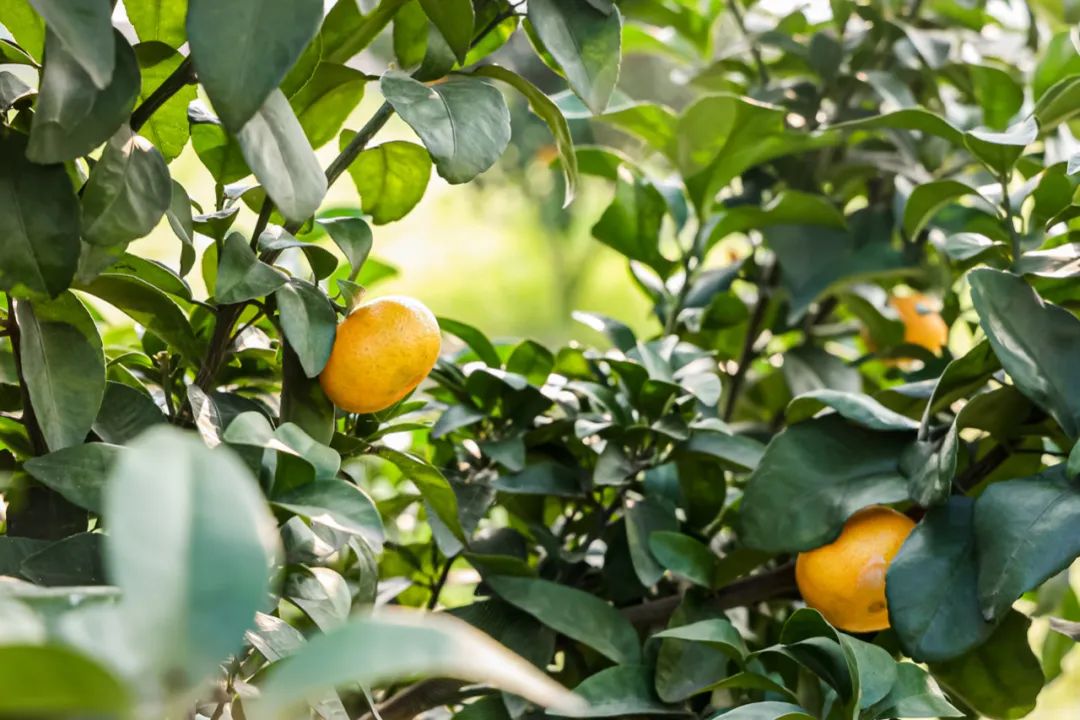 1701848583910790.jpg 02.jpg