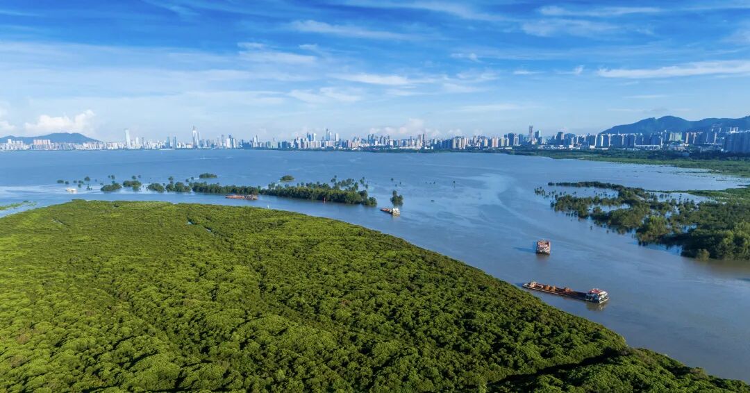 案例 | 公益组织数字化转型实践—红树林基金会（MCF）的业财一体化管理升级